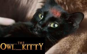 【OwlKitty】狮子王短片The Lion King trailer starring my cats