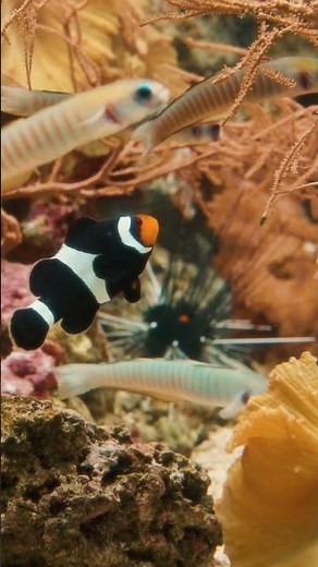 Black-and-White Clownfish – Floating Among Friends