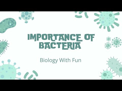 Importance of Bacteria in Our Environment | Biology with Fun