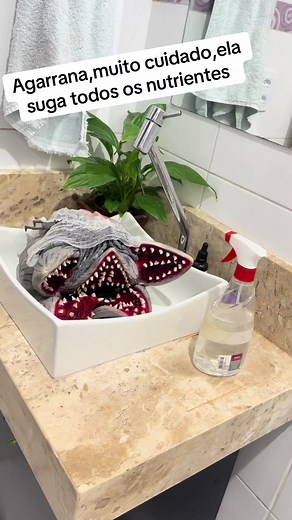 Planta carnívora Agarrana: o que é, cuidados e como ter em casa
