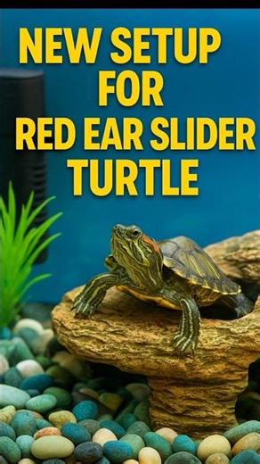 Ghar Par Red-Eared Slider Pond Kaise Banayein? #petshaven #shorts