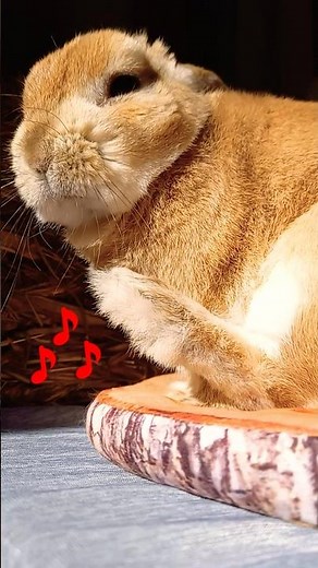 Rabbit Dance 15: Fluffy and Relaxing Steps