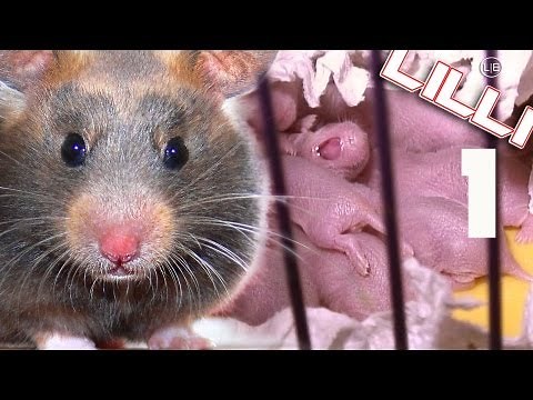 hamster giving birth ►13 babies Hamster Geburt live (Lilli.is.Mrs.Emma's.Baby) babyborn pups!