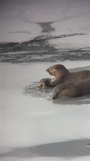 Jackson Hole Wildlife Safaris on Instagram: "Just some adorable otters eating and playing. That is all. 🦦 🎥: Naturalist guide Greg Harlow @gregharlowmedia"