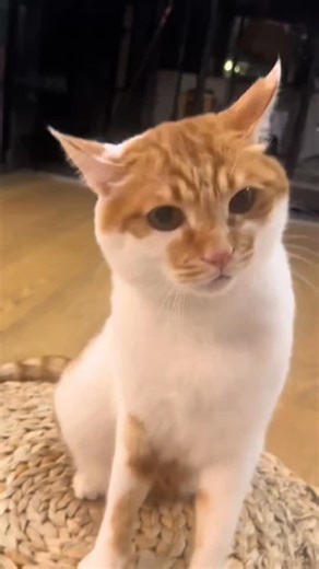 西木 on Instagram: "在生气和窝囊之间选择了窝囊的生气💢😾 #cat #catlover #catvideos"