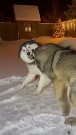 ngày 16 tháng 12, 2025