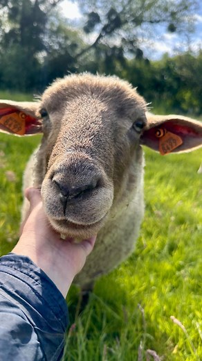 Vous nous posez souvent la question: les animaux de ferme connaissent-ils leur nom? Voilà la réponse en vidéo. Pardonnez la voix gaga quand je leur parle mais c’est la seule manière de parler aux animaux non? 😅 | La Petite Ferme de Belvie 𝘢𝘴𝘣𝘭