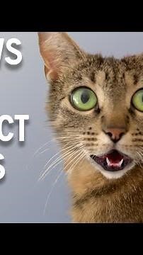 Sounds that attract cats - Meow to make cats come to you