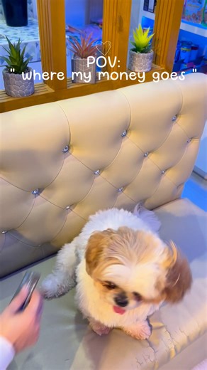 Dog Swiper 🐶🤣 #asongadiksapandesal #pandapandesalfamily #PandaPandesal #tostadongpandesal #shihtzu #furmomlife | Panda Pandesal