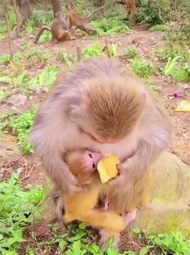 Monkey Hubb (@monkeyhubb_)’s videos with original sound - Monkey Hubb