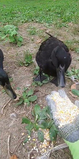 Cayuga Ducks (Male & Female)