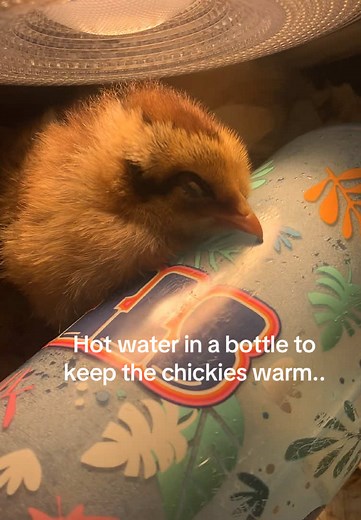 Caring for Baby Chicks: Tips and Insights