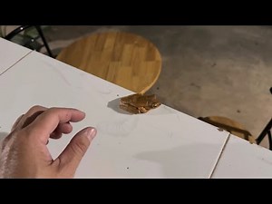 Tree Frog (Banana Frog) Sitting Calmly on the Table