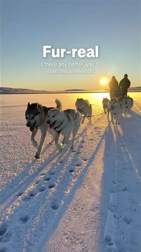 Husky sledding in North Iceland ❄️🐾🏔️ #husky #iceland #icelandadventure #mushing
