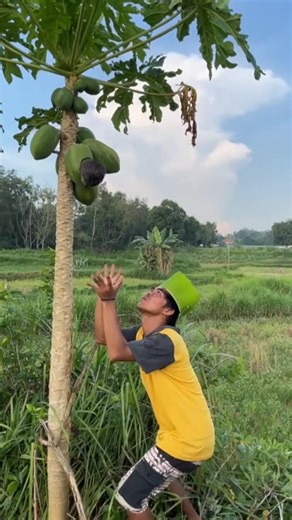 primitive humans discovered animals eating papaya fruit directly from the tree 😱😱 #nature
