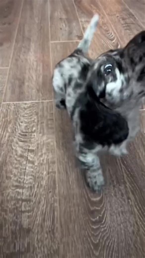 Dachshundhome on TikTok