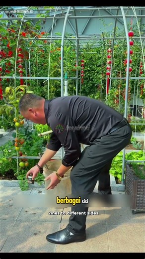 An Empty Rooftop Transformed into a Mini Garden! The Harvest is Amazing