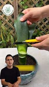 Truco para hacer florcer tu clivia #CuidadoDePlantas #plantas #flowers #consejos #consejosdelhogar #tips #gardening #gardentips | EcoJardin