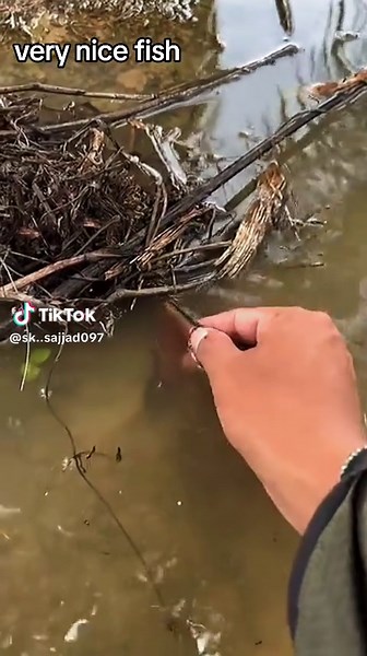 Discover the Majestic Variety of Stunning Fish