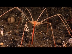 Creatures of the Deep - Deep Sea Spider