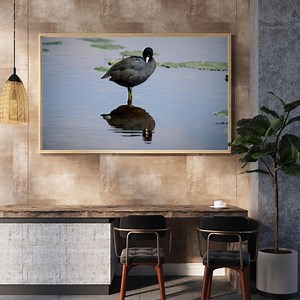 American Coot Digital Download – Wildlife Photography From Muscatatuck Refuge – Bird Print for Nature Lovers - Etsy