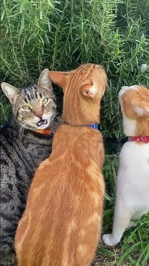 Rastreador GPS para gato 2025