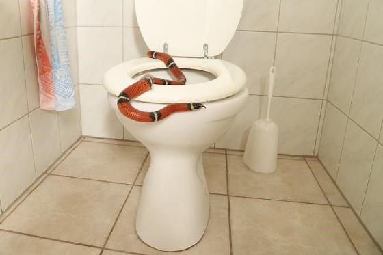The Shocking Moment These People Encountered a Snake in their Toilet