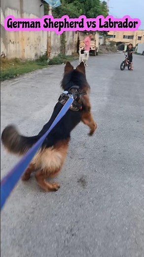 Aggressive German Shepherd vs Labrador Near Dog Fight: Face-Off #shorts #germanshepherd #gsd
