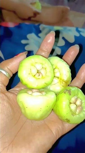 🌿#villagelife #nature #roseapple #food #healthyfood #garden #naturelovers #summer