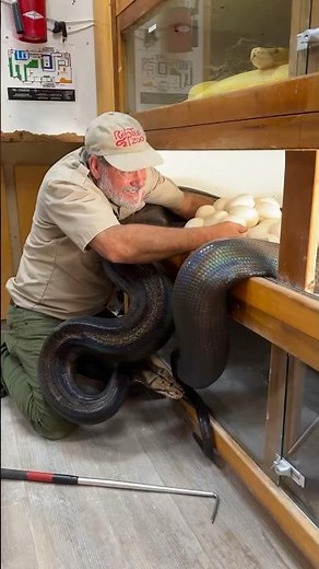 RAINBOW SNAKE CLUTCH OF PYTHON EGGS🤩😅