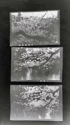 mamiya press super 23 review mamiya-sekor f.c. 150mm f5.6 #camera #monochrome #filmphotography