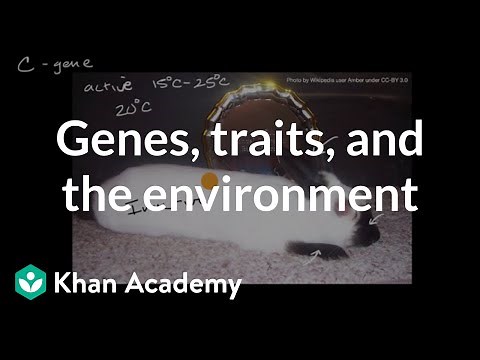Genes, traits, and the environment | Inheritance and variation | High school biology | Khan Academy