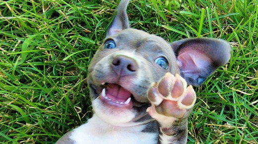 Save a pit bull's life in Central Arkansas