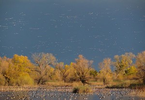 Nature Blows My Mind! The 6 Longest Bird Migrations