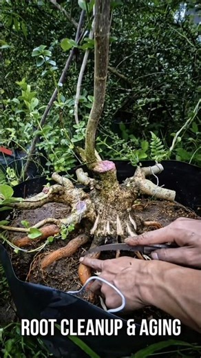 Premna Microphylla Bonsai 🌱 Root Pruning & Aging Trunk Technique #fyp #shorts #bonsai #inspiration