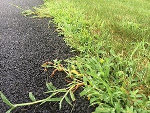 How to Identify and Control Crabgrass in Ohio and Northern Kentucky