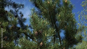 In the young pine forest. The conifer branches with cones and spring buds in a close-up. It's a sunny day in springtime. Stock Video