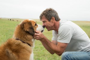 'A Dog's Purpose' Trailer Might Be The Most Unintentionally Creepy Thing You'll See This Week - SlashFilm