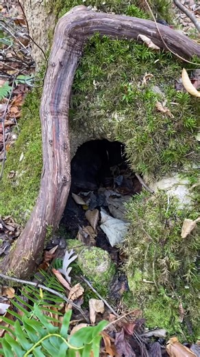 Brumation is a natural period of inactivity, or dormancy, that reptiles and amphibians enter during colder months to conserve energy when food sources are scarce and temperatures drop. Unlike the deep sleep of hibernation, brumation involves reduced metabolic activity but may include occasional waking for drinking, although eating and digestion cease. It's a vital survival strategy, but can be risky, so experienced caretakers or veterinarians may monitor it to prevent health issues. How Brumatio