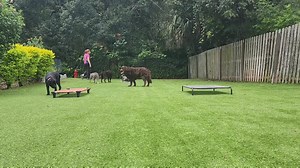 Moki the keeshond is working hard on her most challenging session yet - obedience around my pack! She's working on impulse control, taking direction, and staying focused- good girl! | Take the Lead K9 Training | Facebook