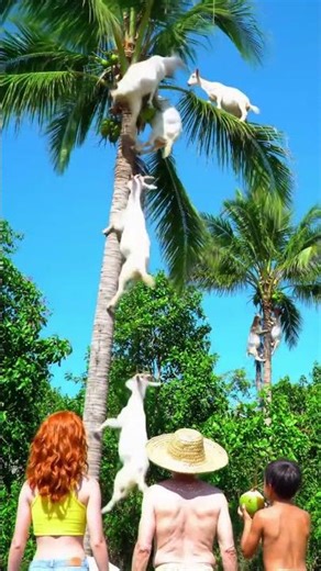 Funny & Fearless Goats Climb Coconut Trees | Crowd Reaction #wildlife #nature #ai #funny #new #anima