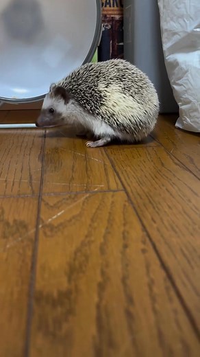 Hedgie Sound❤️ | Hedgehog Freak