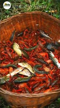 Village Man Catches Wild Fish and Shrimp and Cooks a Delicious Jungle Feast 🐟🦐 #shortsviral
