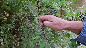 Hand Picking Wild Plums from Tree Branch. Close-up of a person picking wild plums from a tree branch, showing green and ripe fruits amid lush foliage.