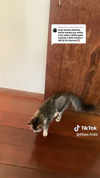 Respondendo a @ㅤ𝓙. E assim que está meu pelo depois da castração #gatostiktokers #gatocastrado #castração