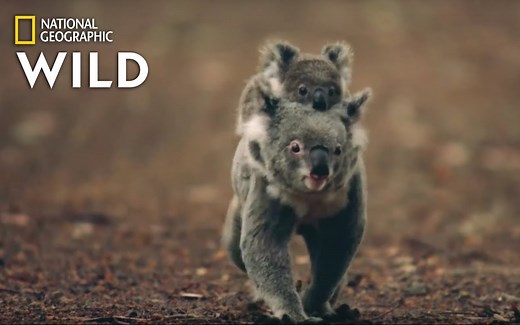 【国家地理】考拉 - 动物101系列