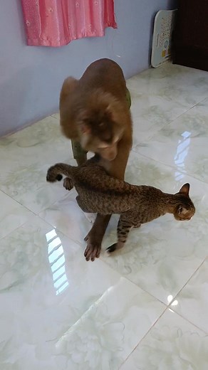 Viral video SokYaa,OG, To To And Mom Are Famous & Amazing | Primitive Cooking | Facebook