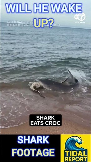 🐊🦈 Rare Clash in Florida Waters – Shark Meets Alligator Face-to-Face