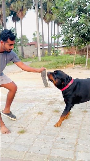 Watch Rottweiler Max’s Intense Aggression😱|Most Powerful Guard Dog Reaction! #rottweiler #agressive