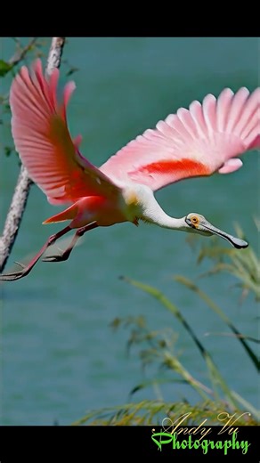 Flight in Living Pink: The Majestic Grace of a Roseate Spoonbill